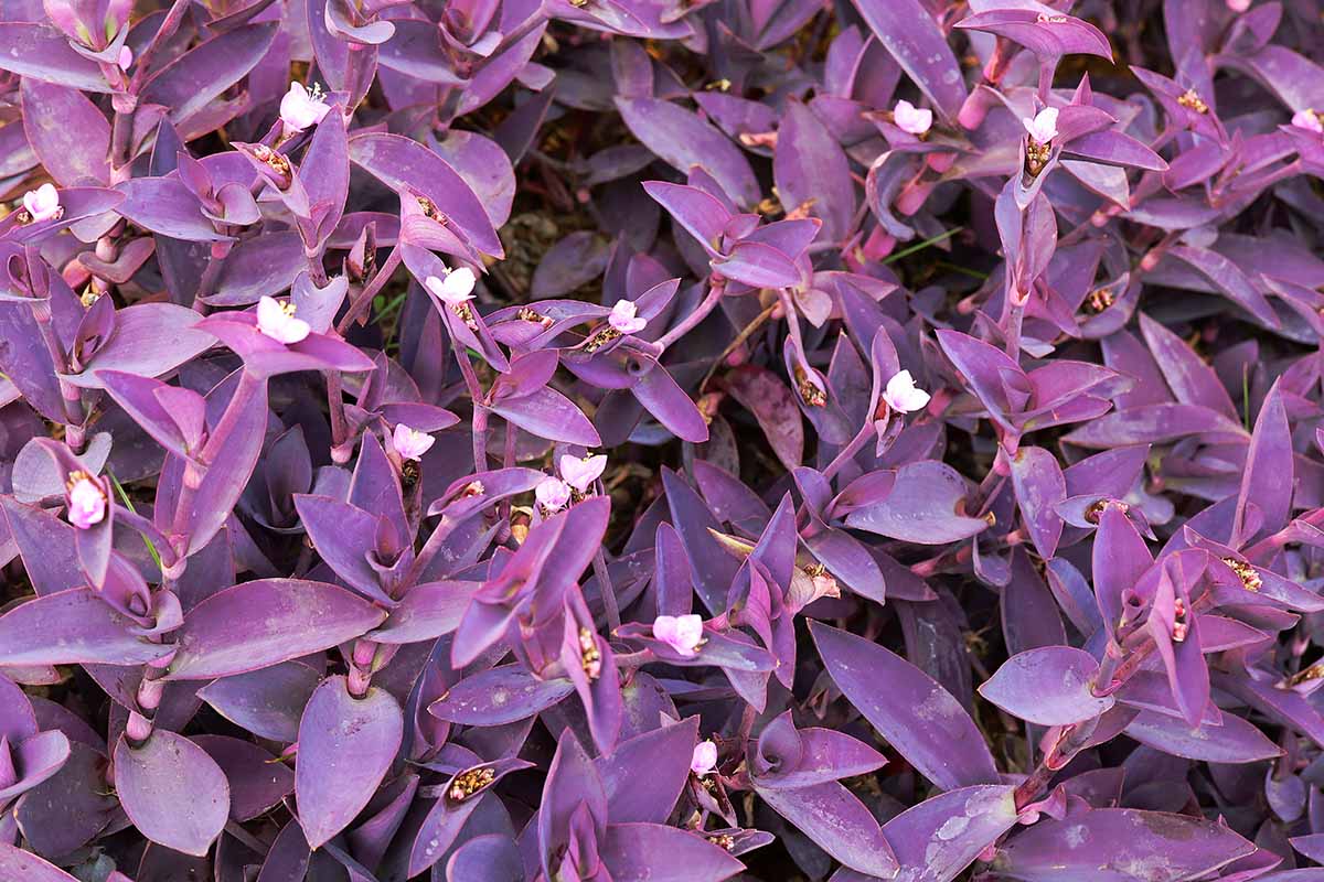 Une image horizontale en gros plan de Purple Heart Tradescantia qui pousse comme couvre-sol dans le jardin.