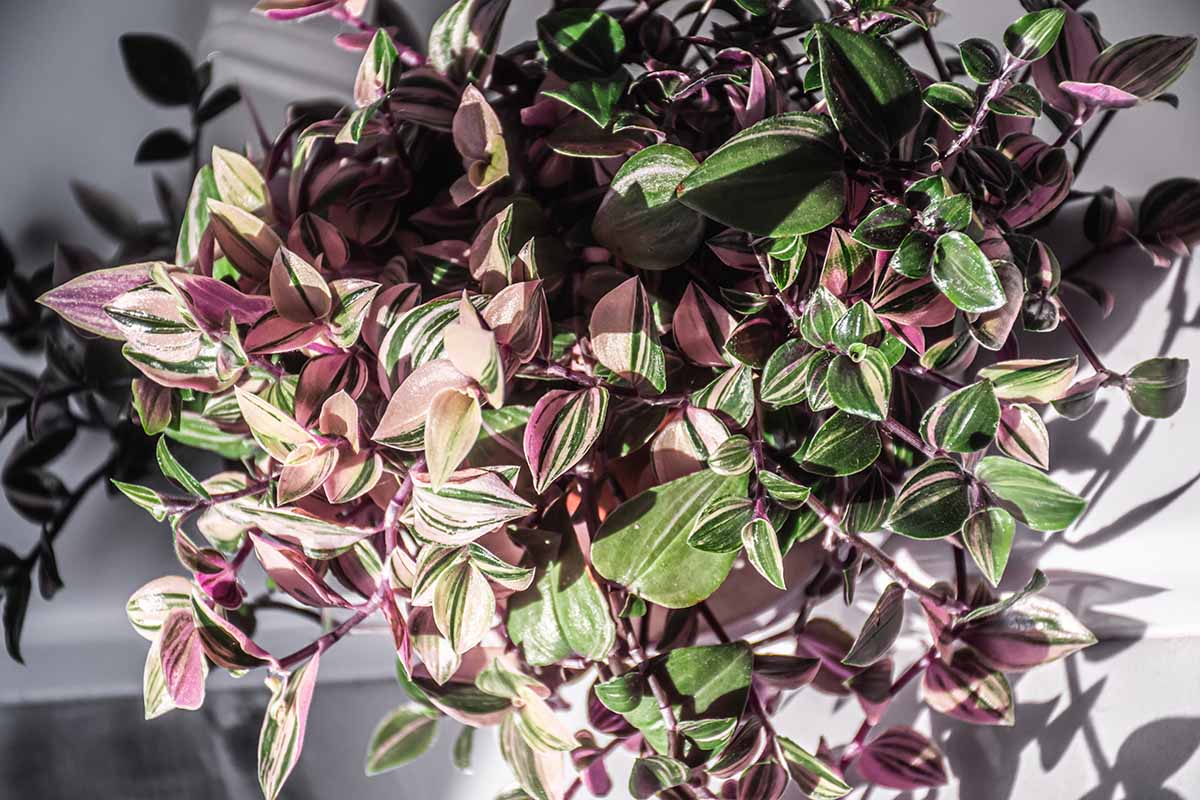 Une image horizontale en gros plan d'une plante Tradescantia 'Tricolor' poussant dans un pot, représentée sous un soleil éclatant.