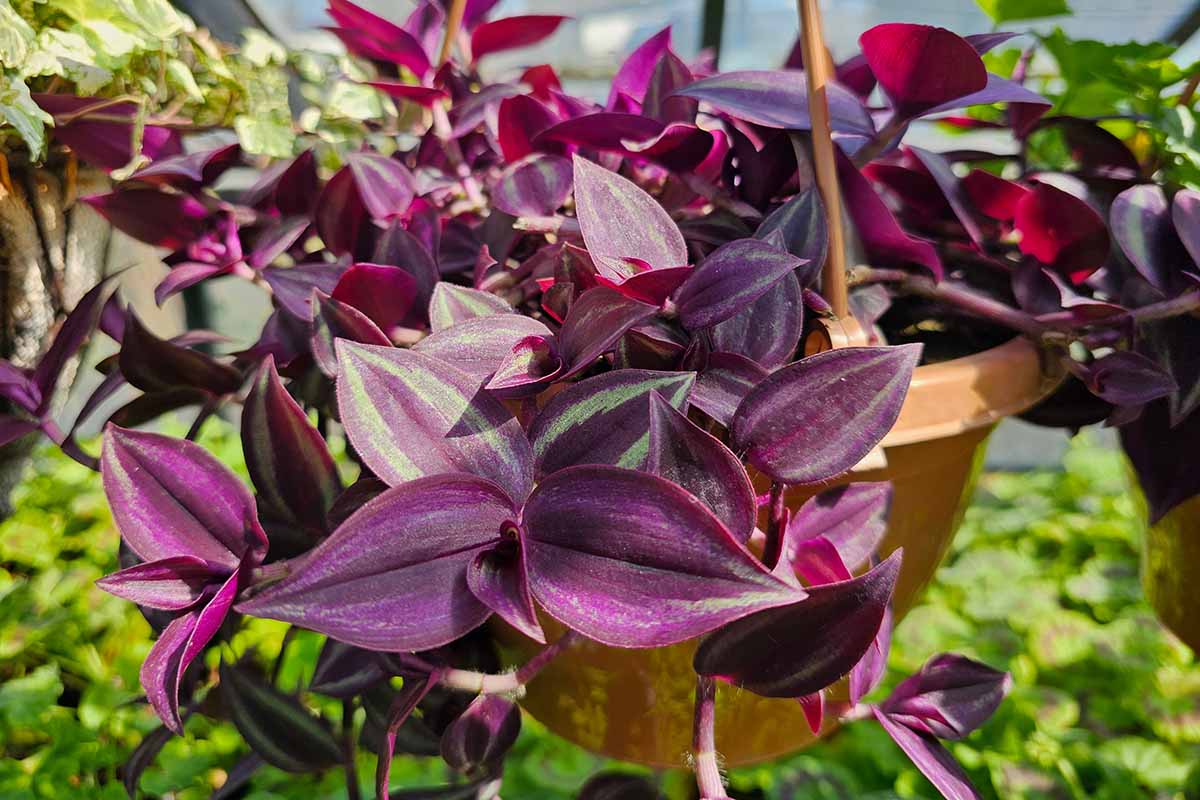Une image horizontale en gros plan de l'araignée Red Gem poussant dans un pot suspendu sous un soleil léger.