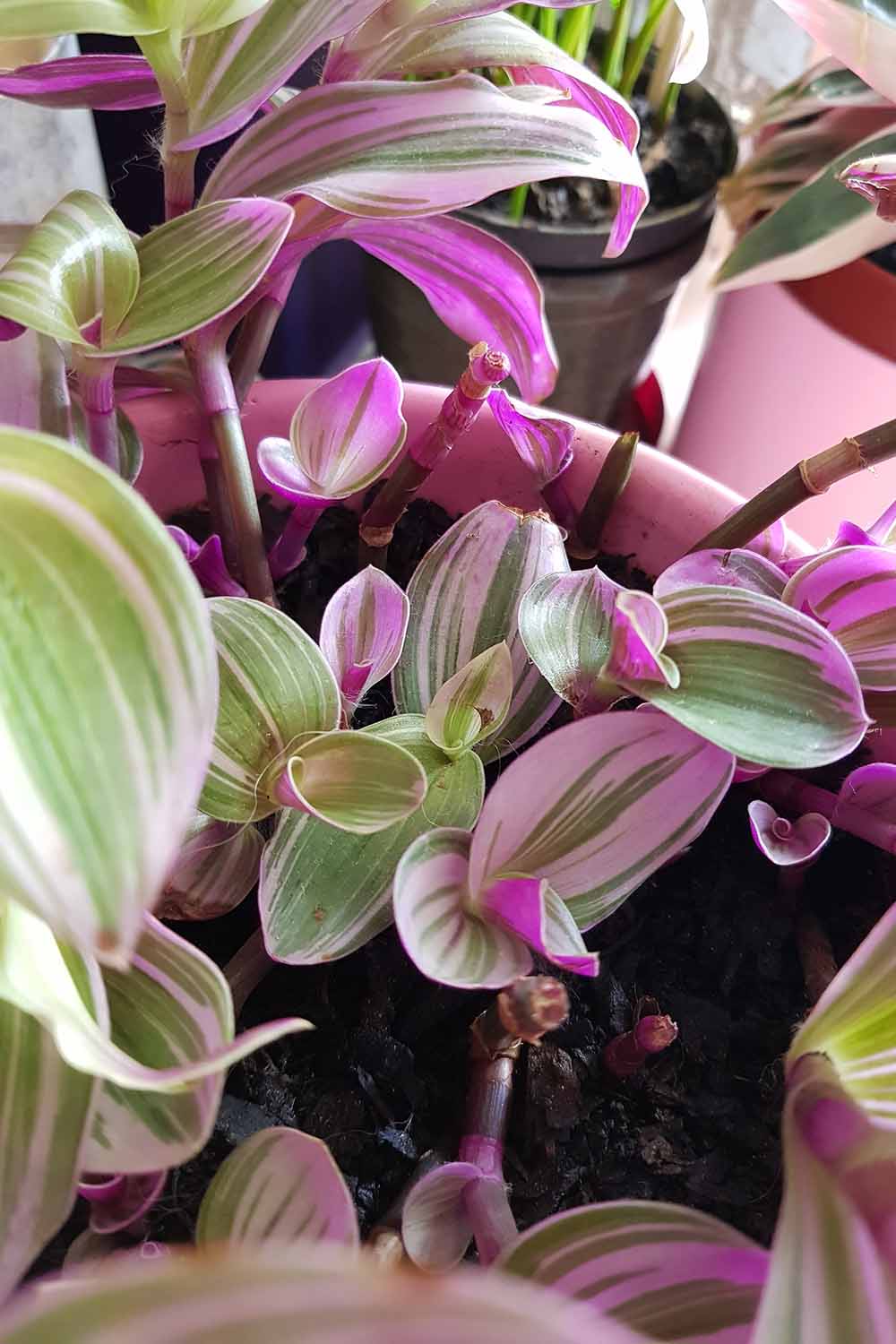 Une image verticale du feuillage violet et vert clair de Tradescantia 'Nanouk' poussant dans un récipient sous une lumière de culture intérieure.