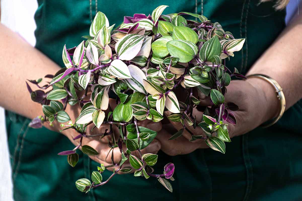 Une image horizontale en gros plan d'un jardinier tenant un bouquet de plantes Tradescantia panachées.