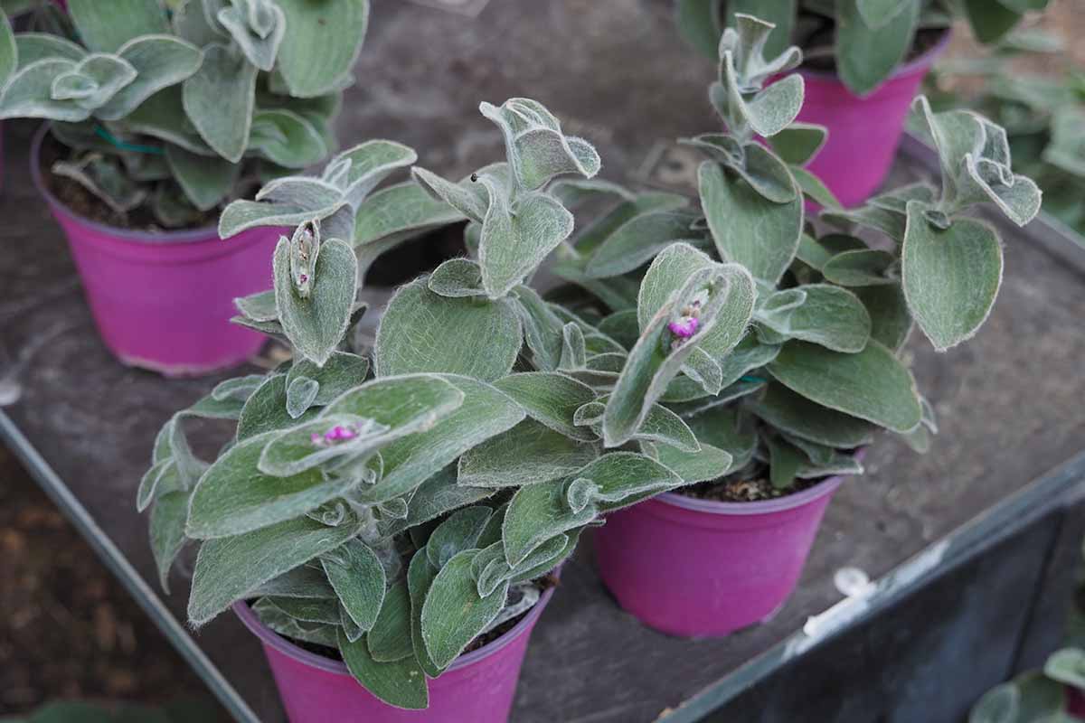 Une image horizontale en gros plan de pots de pépinière roses contenant de petites plantes d'araignée posées sur une surface sombre.