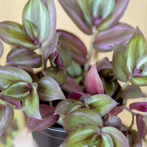 9 des plus belles araignées à cultiver comme plantes d'intérieur