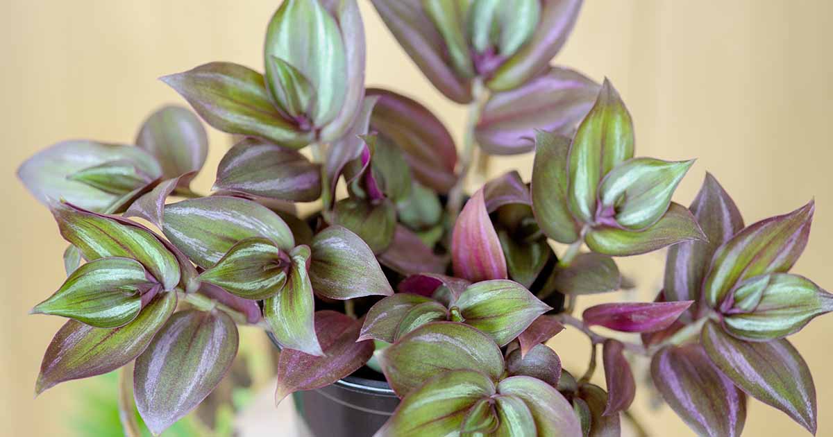 9 des plus belles araignées à cultiver comme plantes d'intérieur