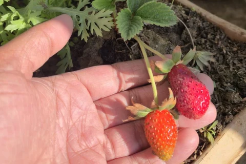 Quelles sont les plantes avec lesquelles vous n’avez pas eu autant de succès ?