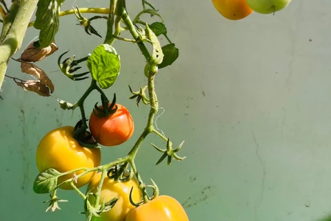 Qu’aimeriez-vous dire à nos nouveaux jardiniers ?