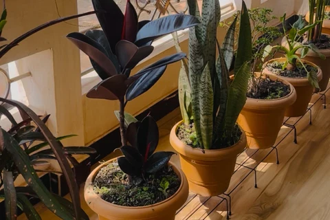 Quelles sont vos plantes préférées à cultiver dans le jardin ?