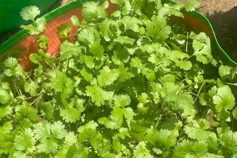 Une astuce de jardinage que vous souhaiteriez partager ?
