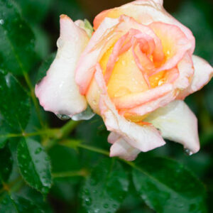 Multiplication de roses