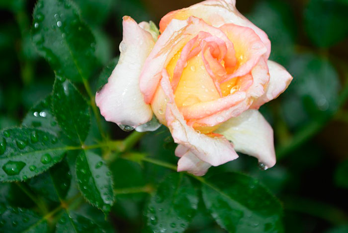 Floresyplantas.net