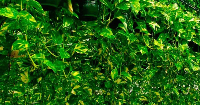Pothos ou plantes pothos Pothos ou plantes pothos