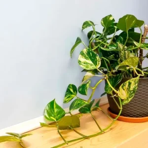Guide de l'Epipremnum aureum, de son entretien et de sa culture