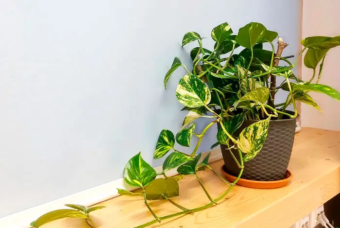 Floresyplantas.net