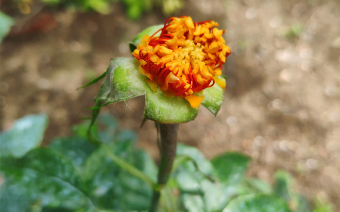 Hybridation de rosiers Hybridation de rosiers