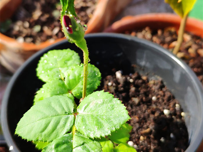 Germination d'un rosier Germination d'un rosier