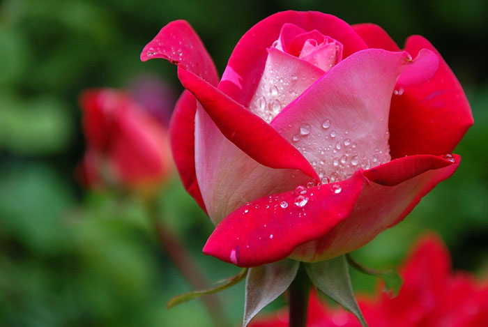 Floresyplantas.net