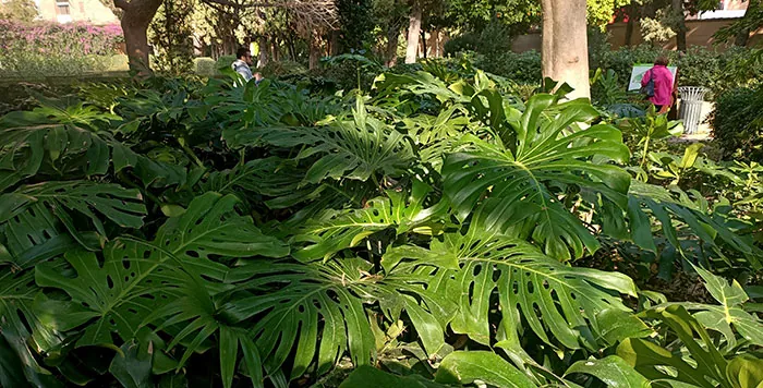 Plantes Monstera Deliciosa dans les jardins