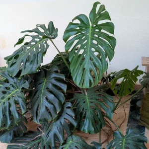 Culture et entretien de Monstera délicieux en intérieur et dans les jardins