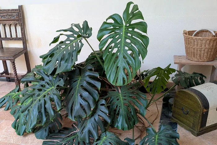 Floresyplantas.net