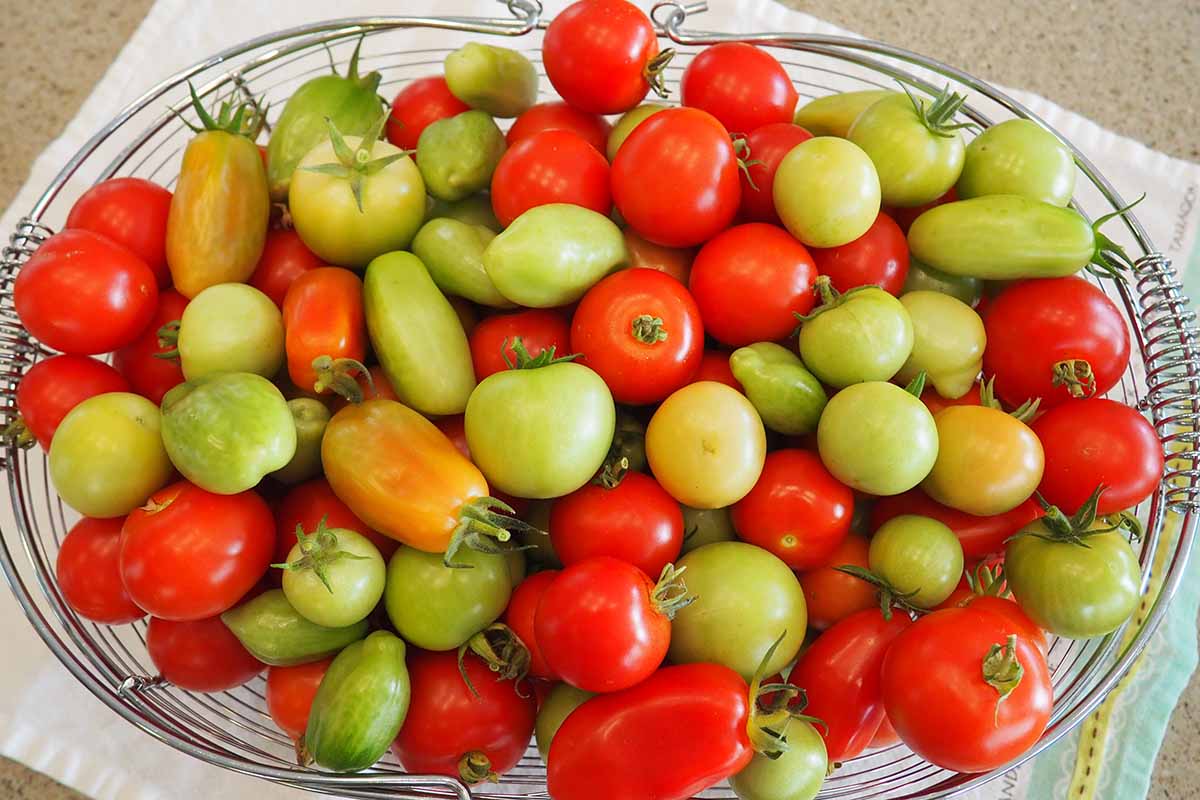 Une image horizontale en gros plan d'un panier en fil métallique contenant une sélection de tomates rouges mûres et de fruits verts non mûrs posés sur un tissu sur un comptoir.
