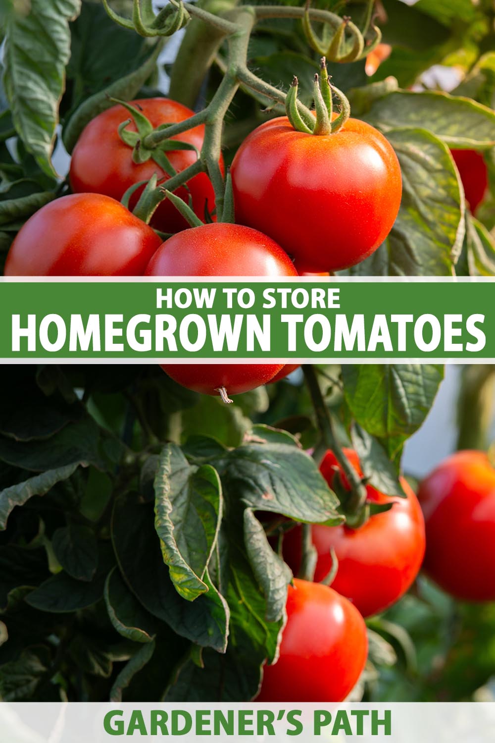 Une image verticale en gros plan de tomates rouge vif poussant sur la vigne prêtes à être récoltées. Au centre et en bas du cadre se trouve un texte imprimé en vert et blanc.