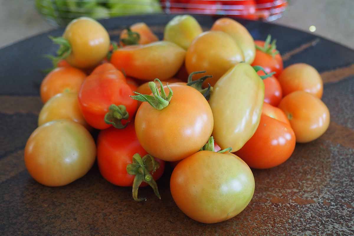 Une image horizontale en gros plan d'une sélection de tomates posées sur le comptoir pour mûrir. Les fruits sont à différents stades, certains encore verts et d'autres presque rouges.