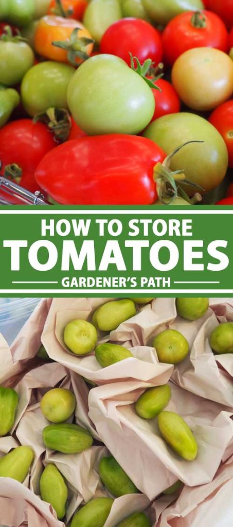 Un collage de photos montrant différentes vues de tomates récoltées enveloppées dans un papier pour le stockage.