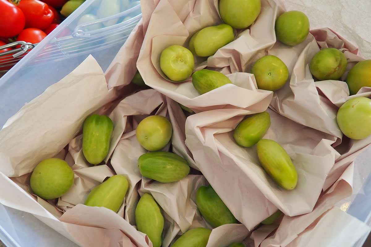 Une image horizontale en gros plan montrant une boîte en plastique avec des couches de tomates vertes et du papier entre les deux à réserver pour la maturation.