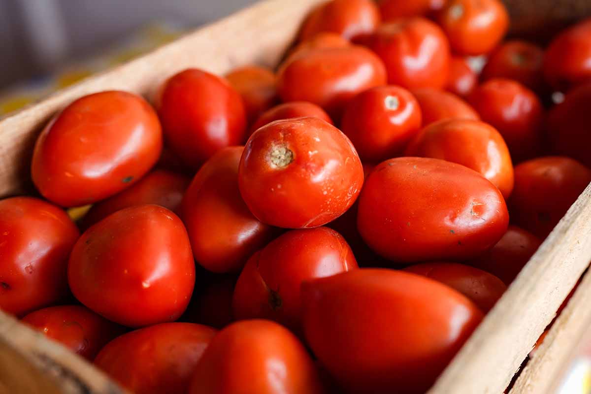 Une image horizontale en gros plan d'une boîte en bois remplie de tomates rouges fraîchement récoltées.