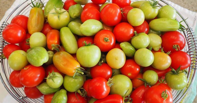 Comment conserver les tomates du jardin