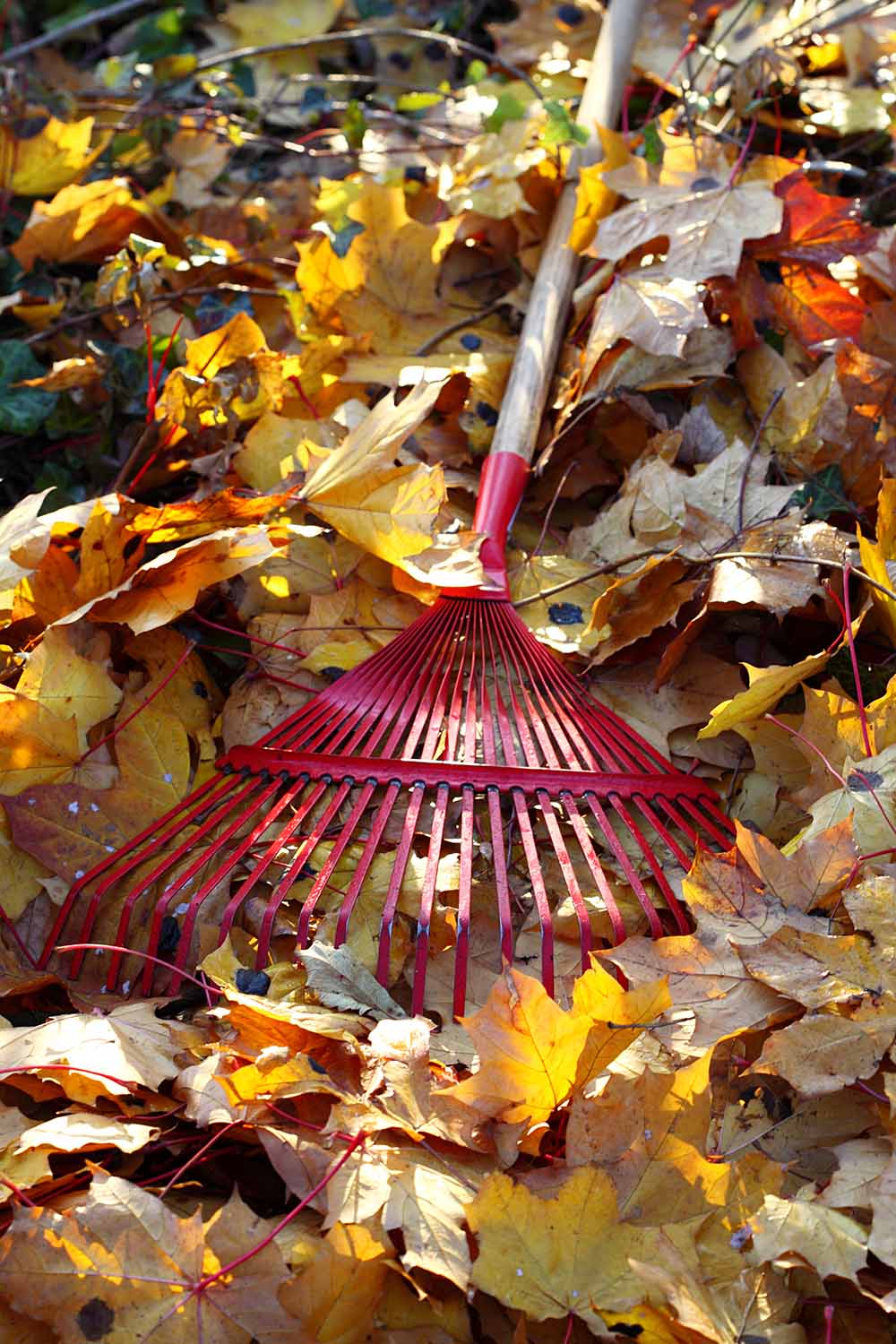 Une image verticale en gros plan d'un râteau en métal rouge placé parmi des feuilles d'automne jaunes et brunes, photographiées sous un soleil filtré.