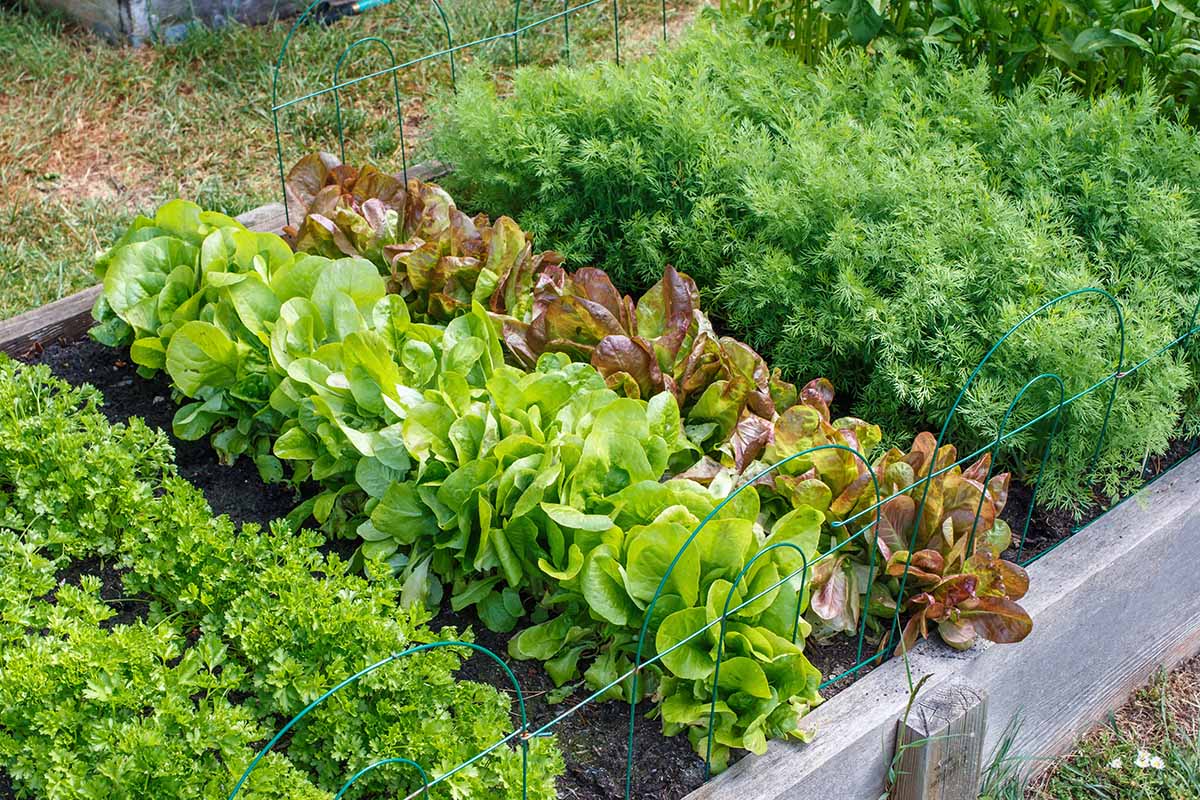Image horizontale d'un lit de jardin en bois surélevé où poussent de la laitue, du persil et une variété d'autres herbes et légumes.