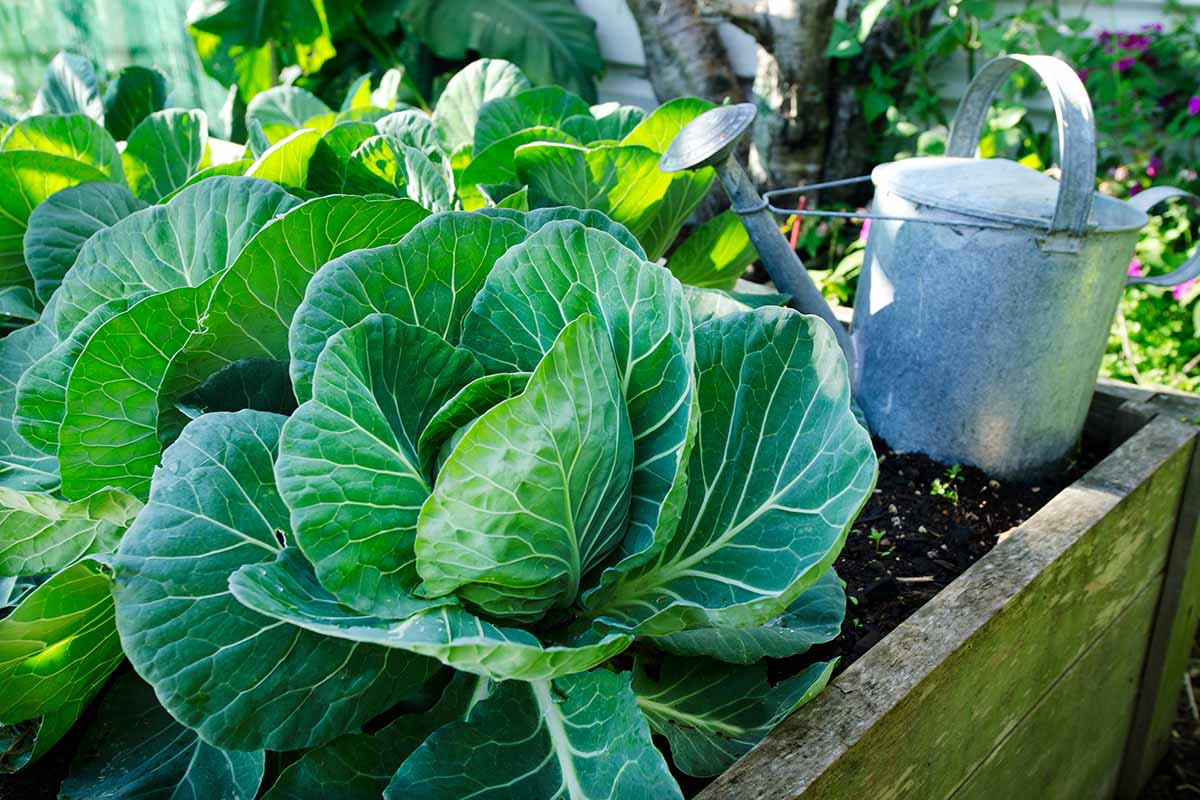 Une image horizontale en gros plan de chou poussant dans un jardin surélevé en bois, avec un arrosoir en métal en arrière-plan, photographié sous un soleil filtré.