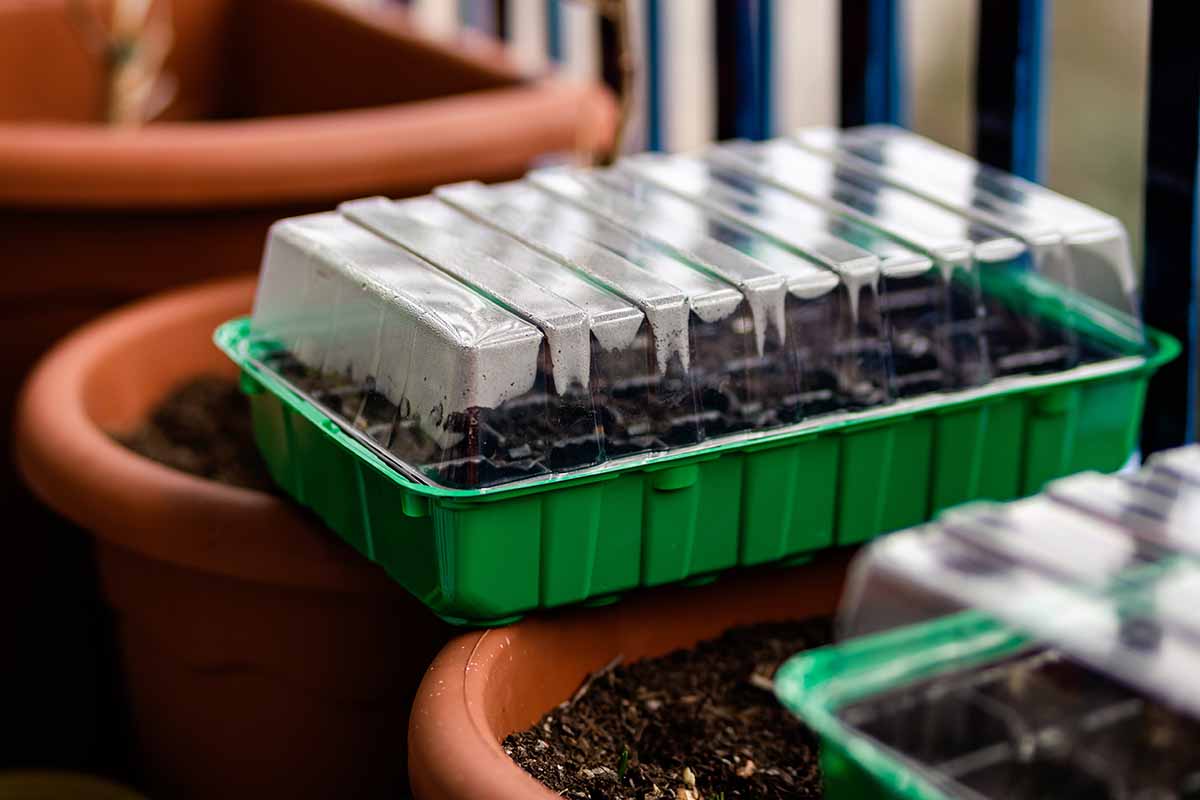 Une image horizontale en gros plan de plateaux de semis en plastique vert avec des dômes d'humidité posés sur des pots en plastique.