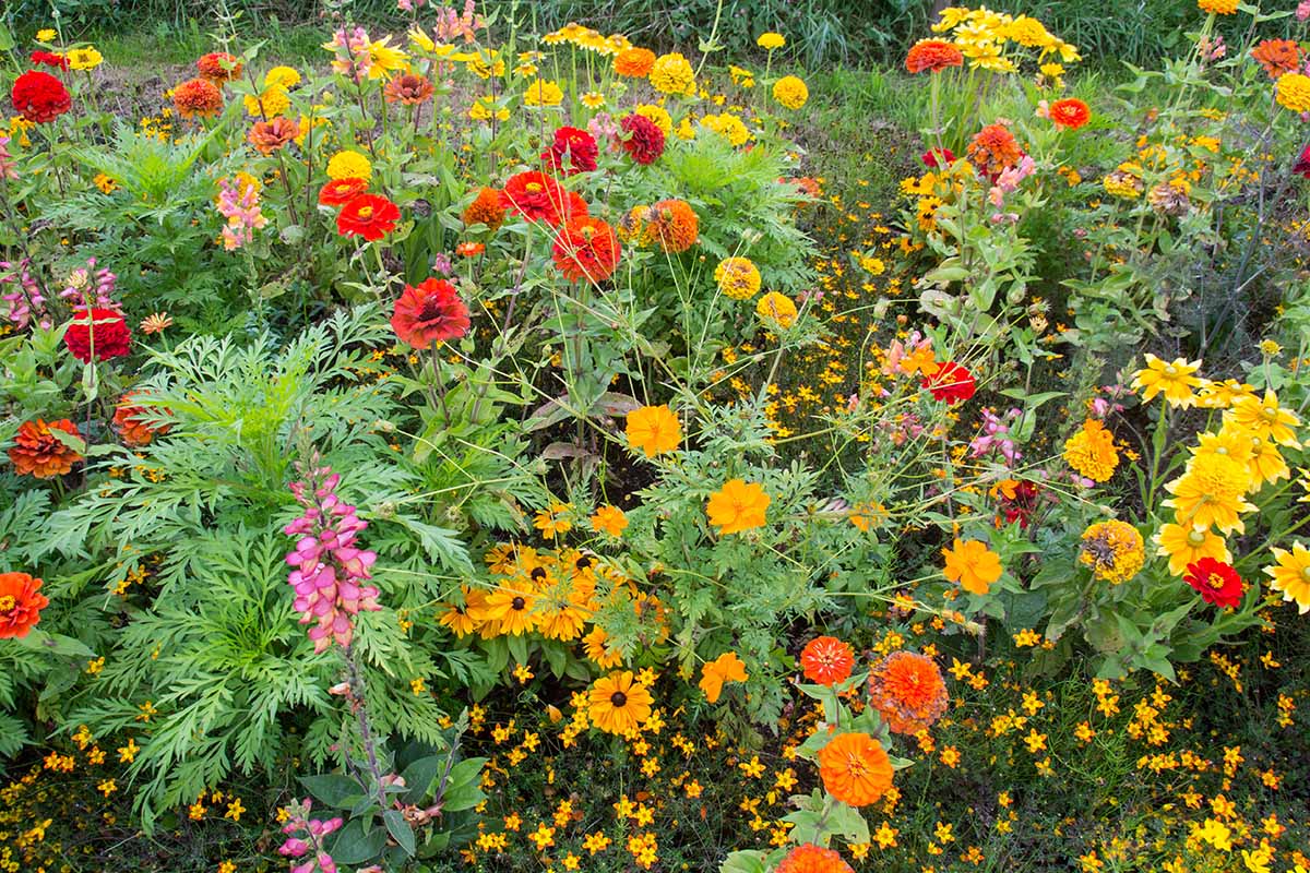 Une image horizontale en gros plan d'une bordure de jardin avec des fleurs sauvages en fleurs dans une variété de couleurs.