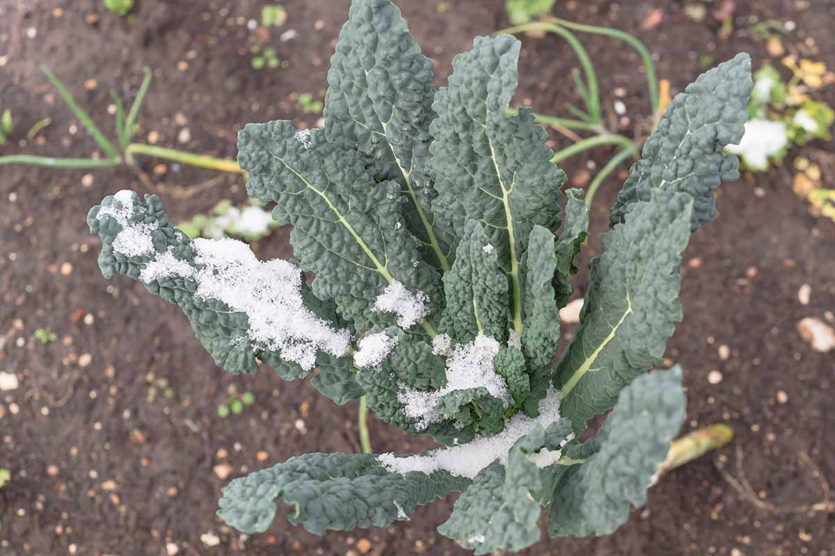 Une image horizontale en gros plan du chou toscan poussant dans le jardin couvert d'un peu de givre.