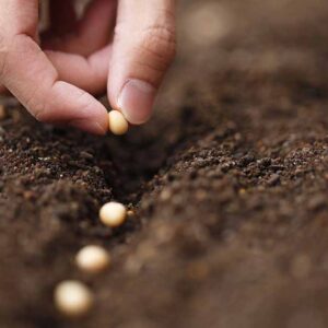 Comment pré-ensemencer votre jardin à l'automne pour une récolte au début du printemps