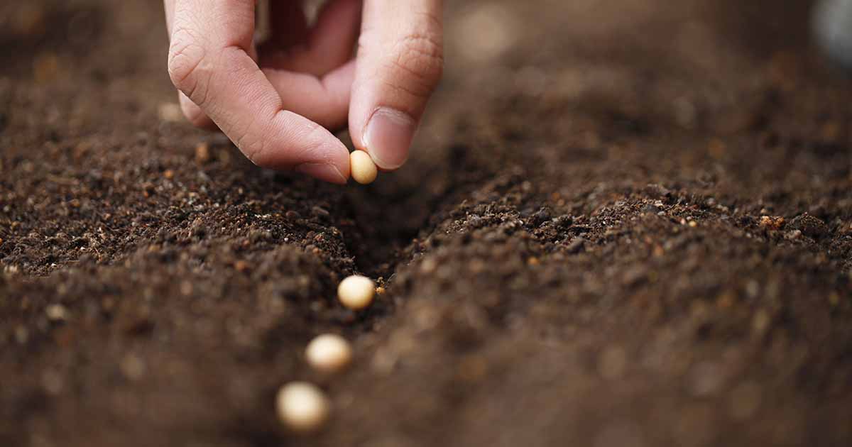 Comment pré-ensemencer votre jardin à l'automne pour une récolte au début du printemps