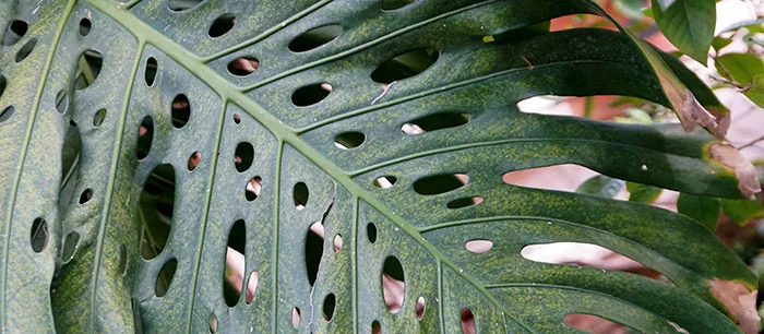 Fenestrations en Monstera Deliciosa Fenestrations en Monstera Deliciosa