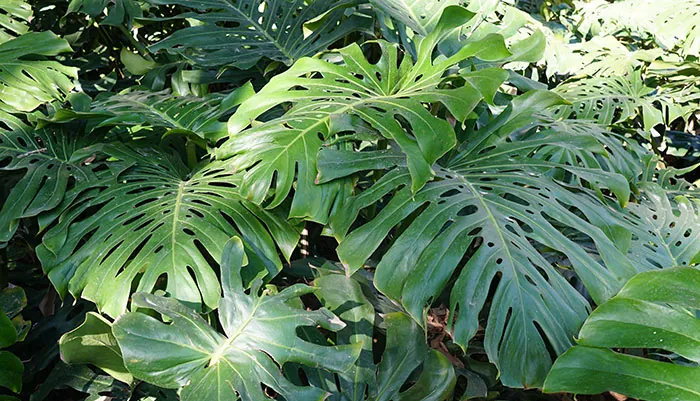Fenestrations sur grandes feuilles de Monstera délicieux Fenestrations sur grandes feuilles de Monstera délicieux