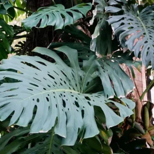 Que sont les fenestrations dans les plantes ?
