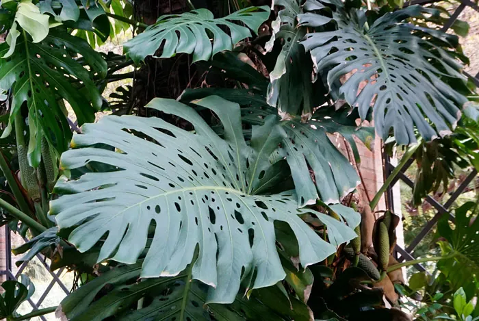 Floresyplantas.net