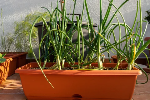 Ciboulette : une herbe aux multiples usages
