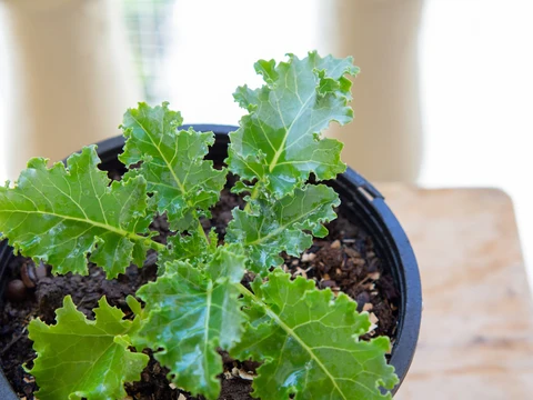 Le chou frisé : un vert sain pour l’automne