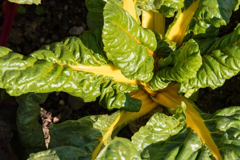 Bette à carde jaune : un vert feuillu aux couleurs vives