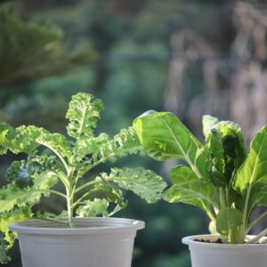 7 légumes à cultiver sur votre balcon en septembre