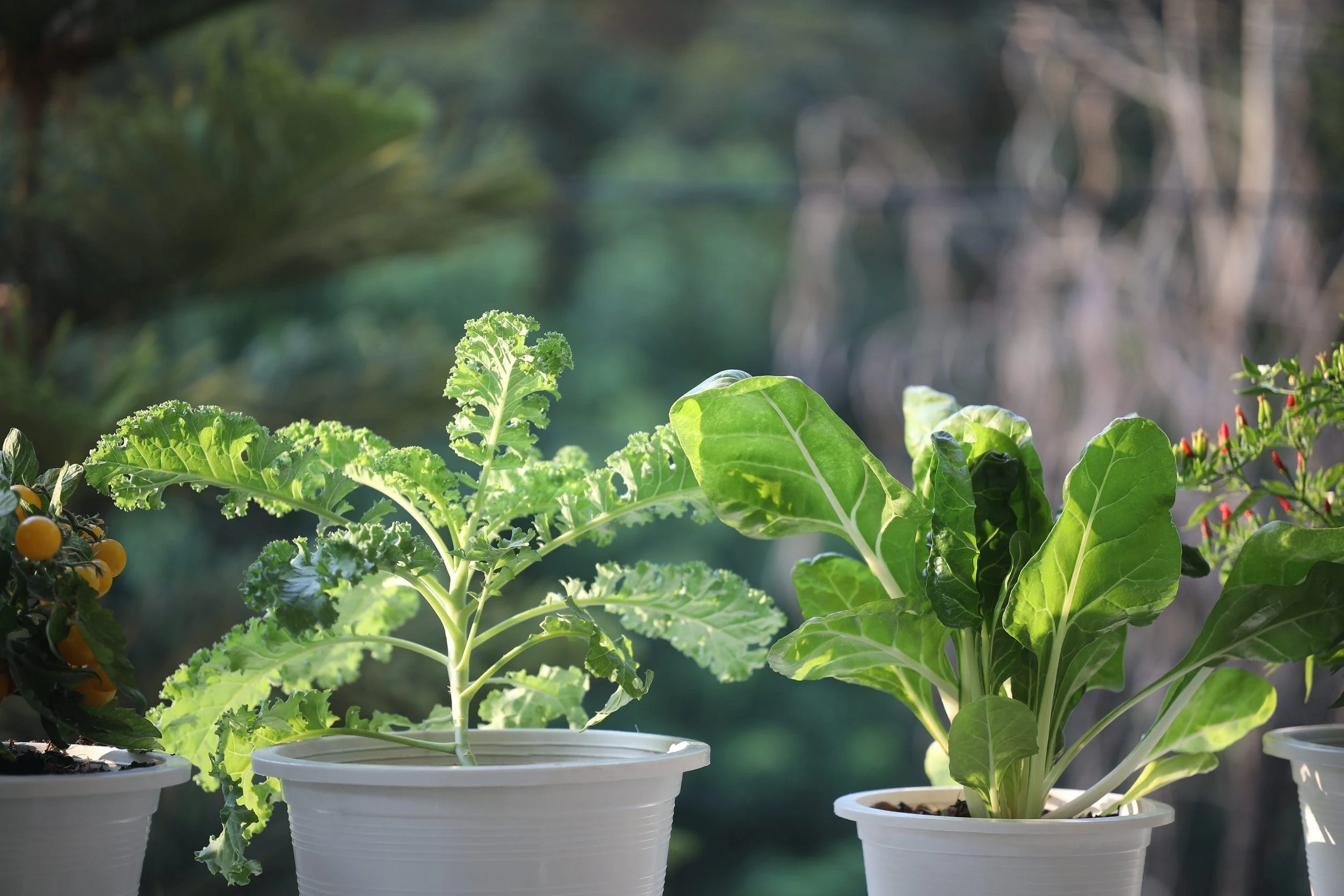7 légumes à cultiver sur votre balcon en septembre