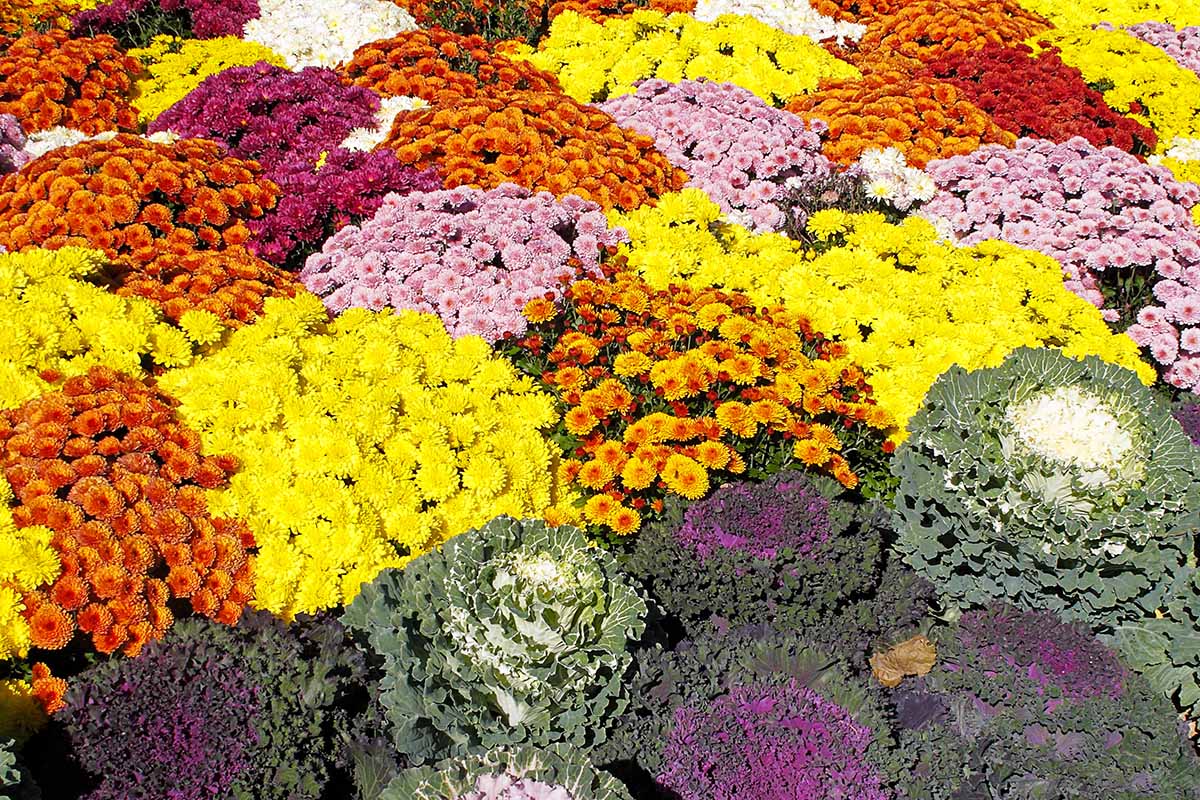 Une image horizontale en gros plan d'un jardin coloré rempli de fleurs annuelles.