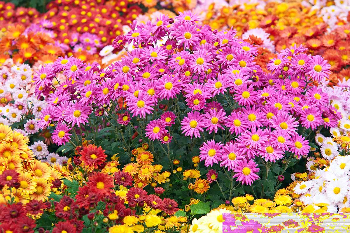 Une image horizontale en gros plan de fleurs vives qui fleurissent dans le jardin, photographiées sous un soleil éclatant.