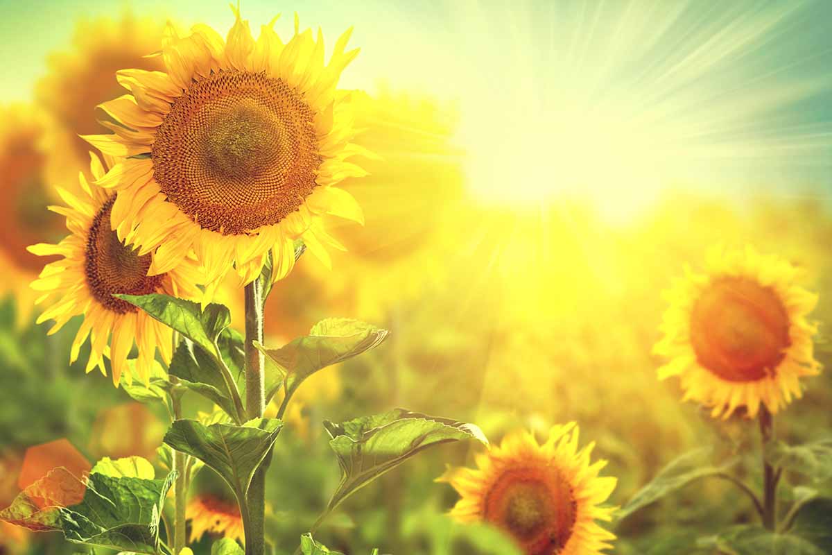 Une image horizontale en gros plan de tournesols poussant dans le jardin sous un soleil éclatant sur un fond flou.